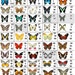 Custom Butterfly Listing