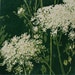 Queen Anne's Lace, original linocut relief print
