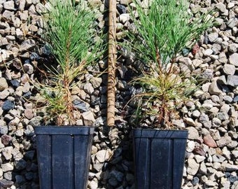douglas fir tree seedlings for sale