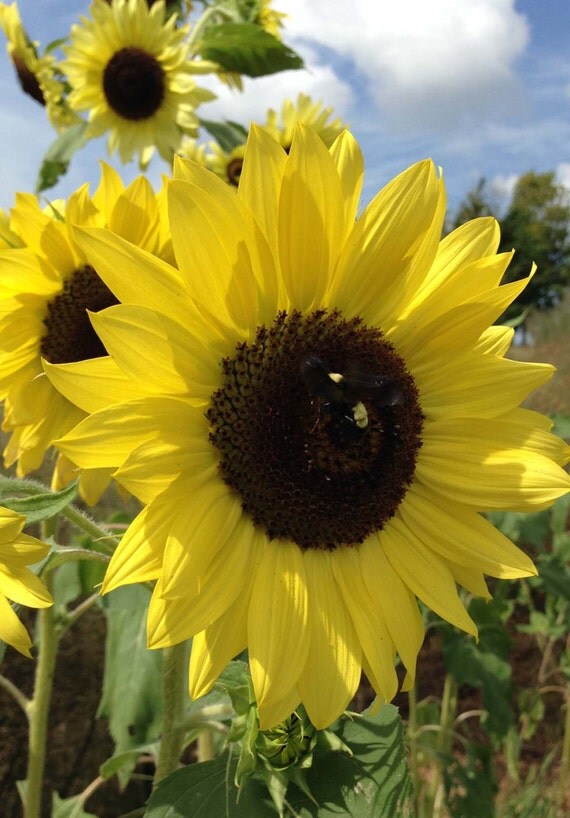 Lemon Queen Sunflower Seeds Helianthus annus Seeds Yellow