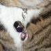 Flower Crystal Ball Pet Charm; Cat bell charm;  Small Dog magical collar pendant: free shipping to the USA