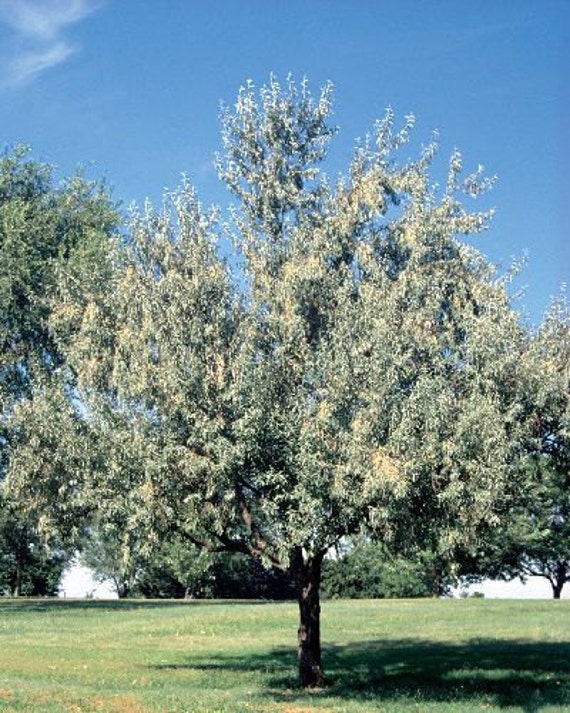50 Russian Olive Tree Seeds Elaeagnus angustifolia
