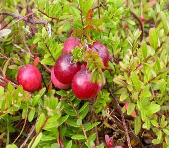 50 American Cranberry Seeds Vaccinium Macrocarpon