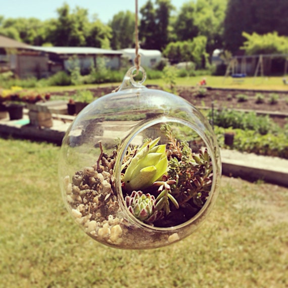 Items similar to GLASS ONLY 4" Round DIY Terrarium Glass Hanging