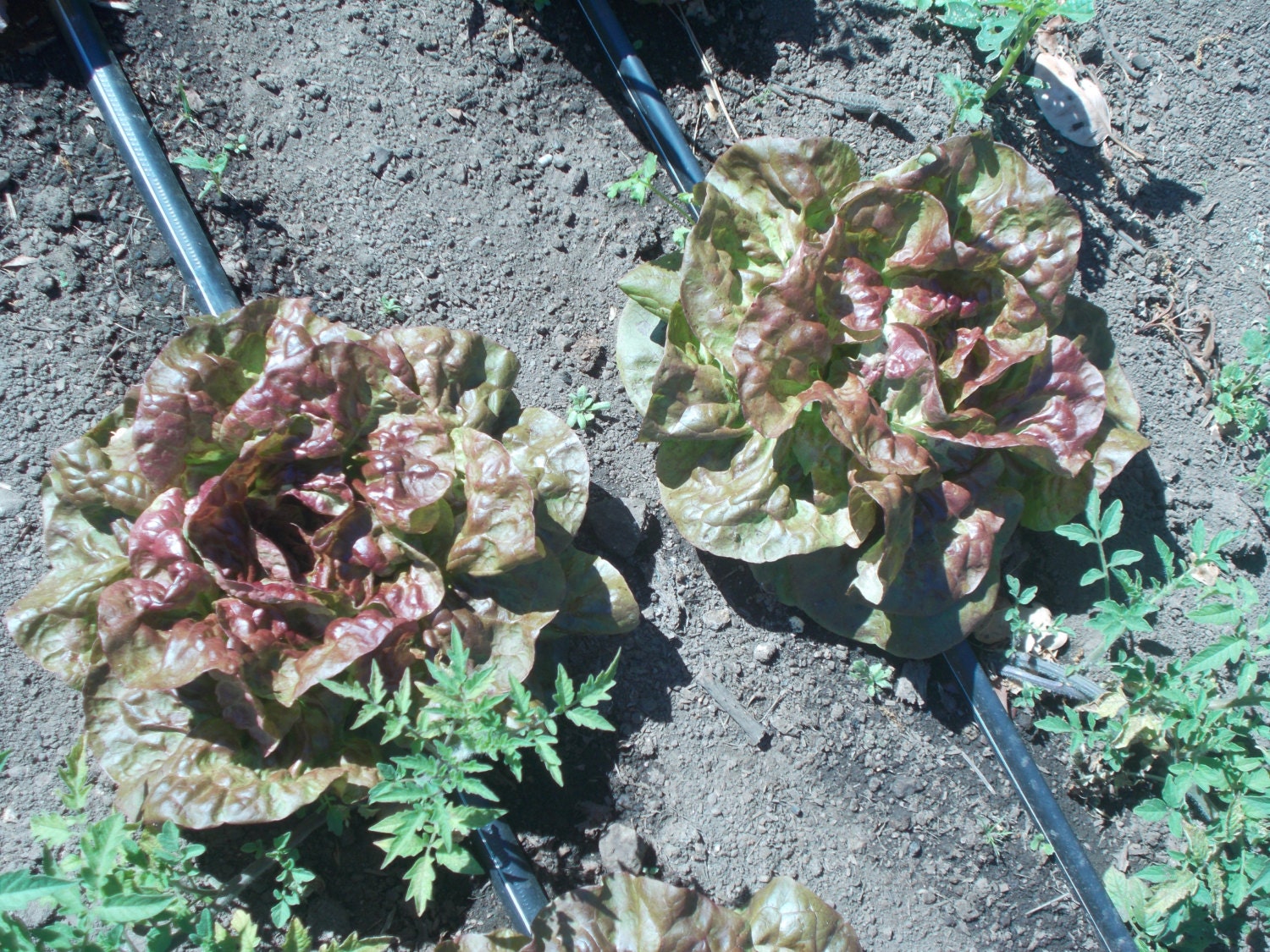 Spring Sale Red Buttercrunch lettuce seeds by TheGiftedTomato