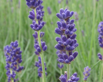 Lavender Grosso Plants For Sale Lavandula X Intermedia