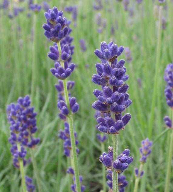 Grosso Lavender Plant Lavandin Lavender by FreshGardenLiving