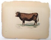 Rare Antique German Cow Engraving 1800's Gezogen Auf dem Folgengute von Ayrshire
