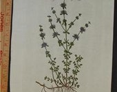 Elizabeth Blackwell Folio HC Antique Engraving Upright Penny Royal Plate # 303