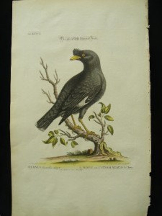 George Edwards Bird Copperplate Engraving Blackbird Chinese Starling Print 1758