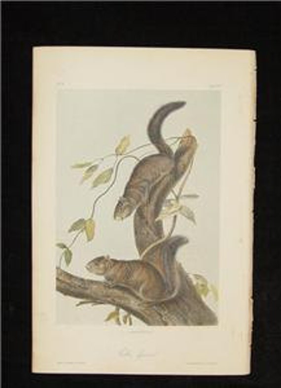 Antique Audubon Stone Lithograph Print 1851 Quadruped Octovo Collis Squirrel