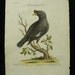 George Edwards Bird Copperplate Engraving Blackbird Chinese Starling Print 1758