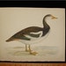 Antique Bird Print 1855 Beverly Morris British Game Birds Spur Winged Goose