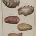 Lamarck Histoire Naturelle Coquille Bivalve PL 187