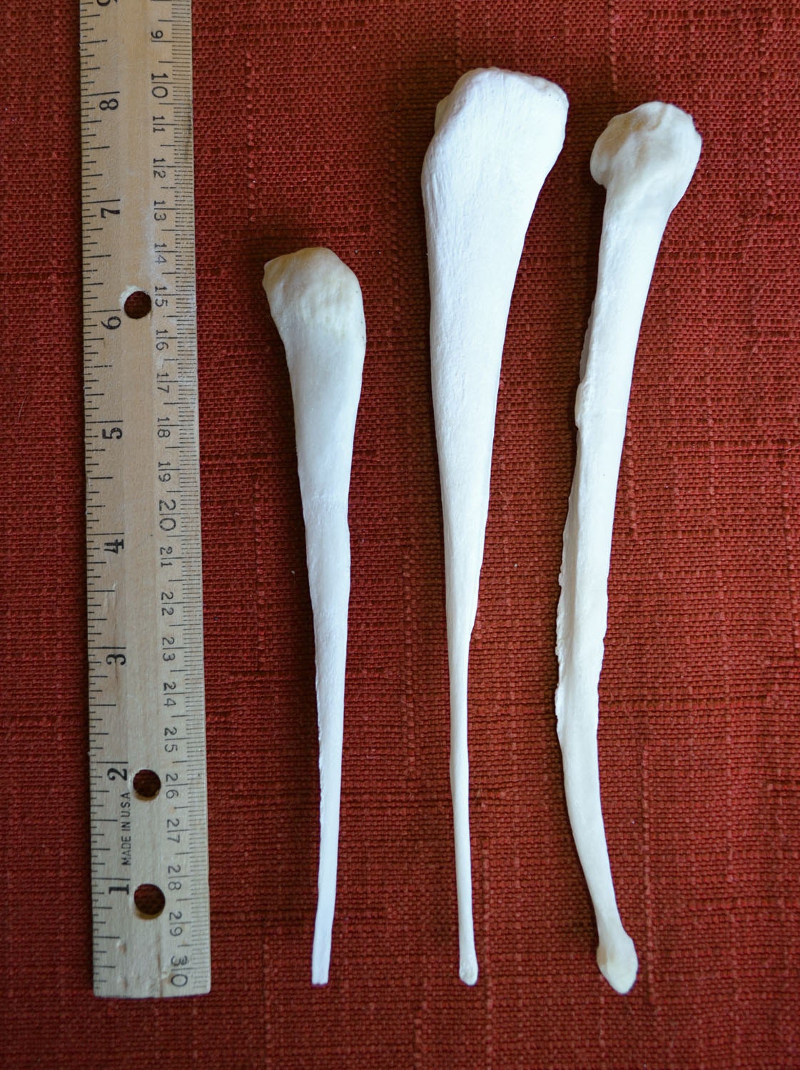 HORSE SPLINT BONES Group of Three Real Complete by TheCoyoteWoman