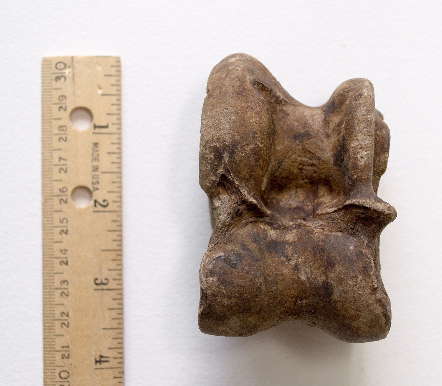 FOSSIL BISON BONE Astragalus Animal Bison by TheCoyoteWoman