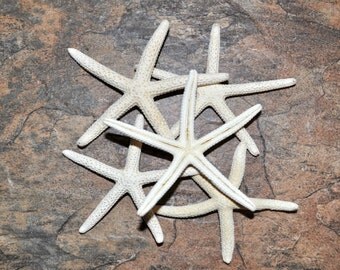 White Finger Starfish (5 pcs.) - (2-3") - Linka Laevigata