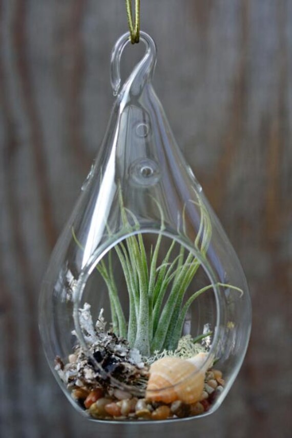 Teardrop Hanging Terrarium Clear Glass 51/2inch by PartySpin