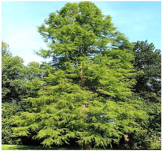 NORTHERN Bald Cypress Taxodium distichum by ALLooABOUTooSEEDS