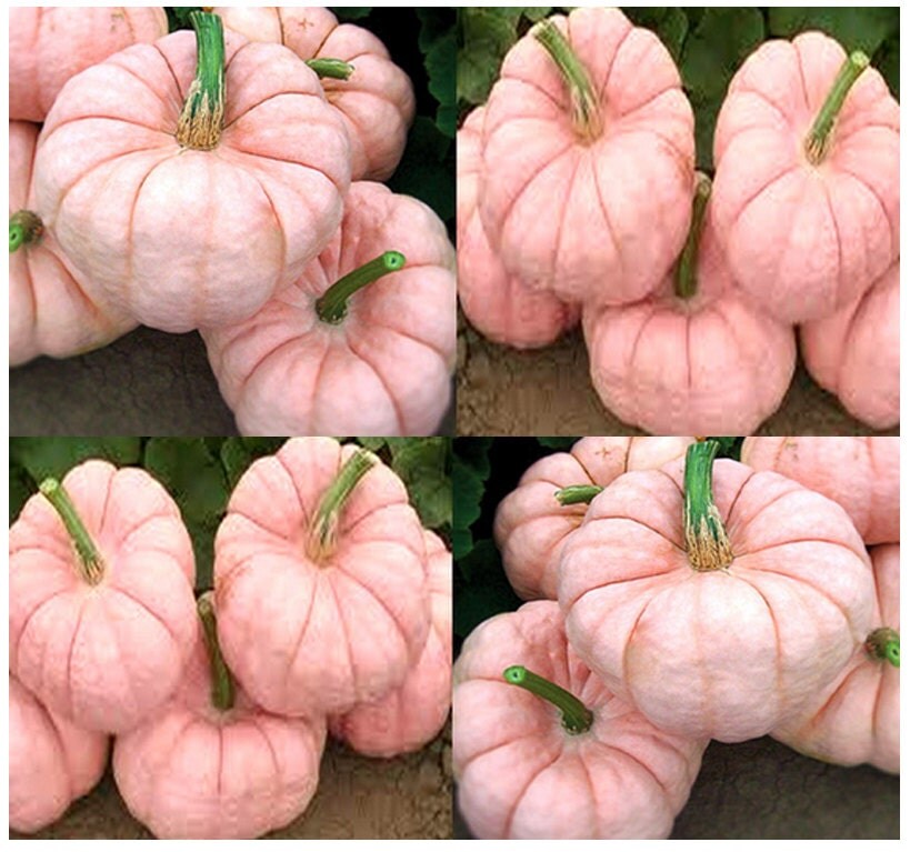 PORCELAIN DOLL F1 PINK Pumpkin Seeds Rare and Exotic Pumpkin
