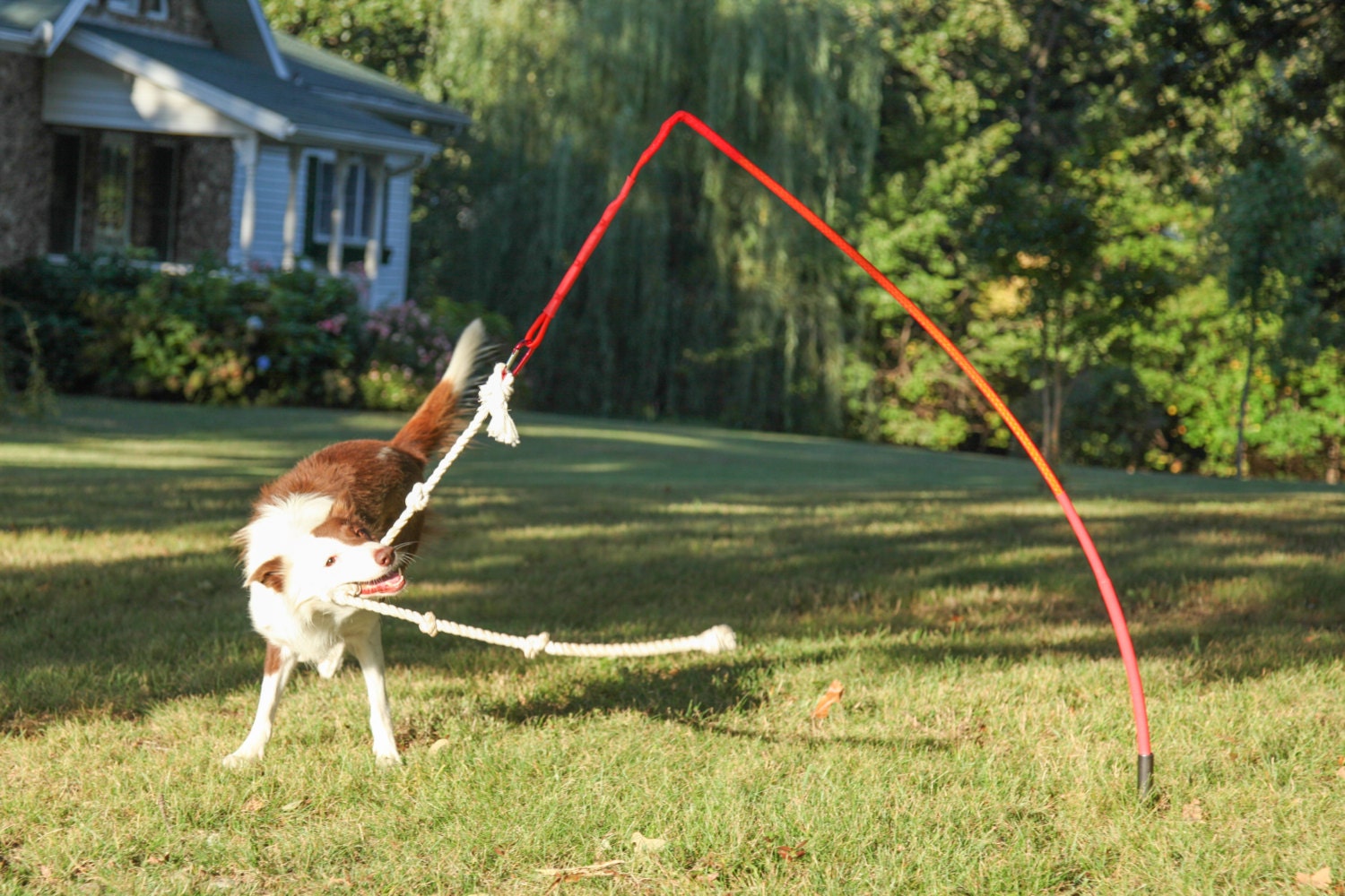 outdoor toys for dogs