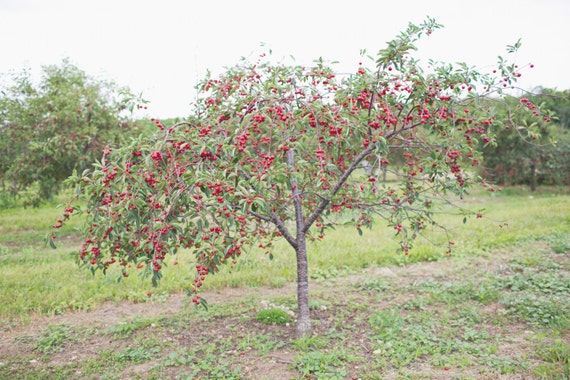 cherry tree wisconsin items similar to cherry tree cherries orchard fruit food door county wisconsin photography cherry tree wisconsin items similar to cherry tree cherries orchard fruit food door county wisconsin photography