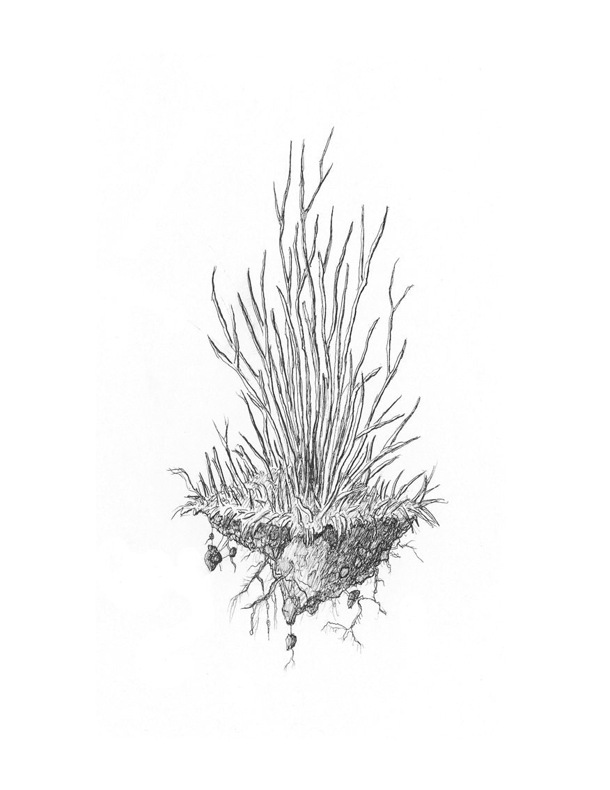 Plant soil and roots Pencil drawing high quality by Fineshmecker