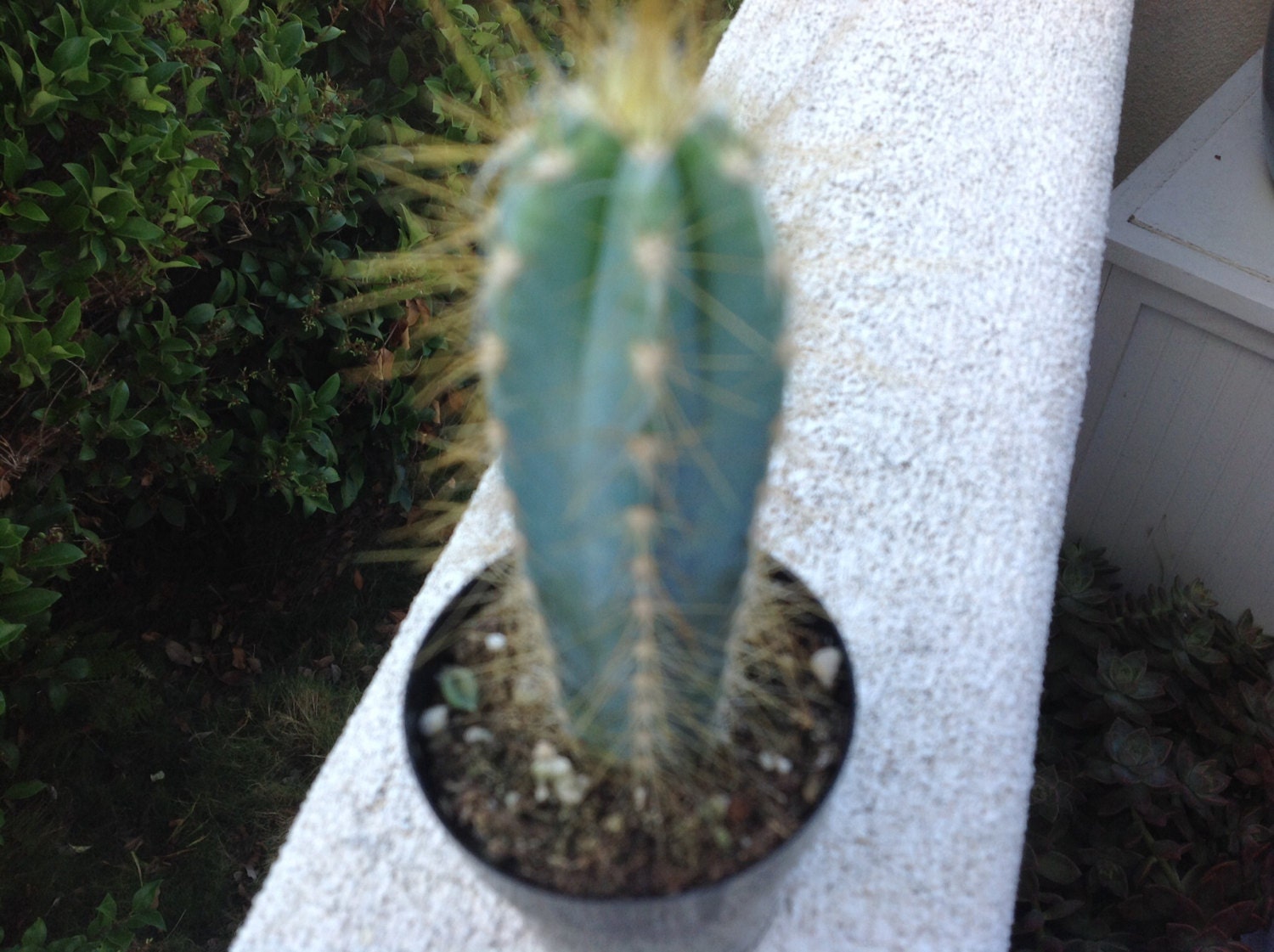 Succulent Blue Candle Cactus Pilosocereus
