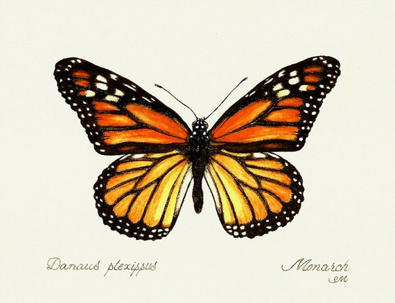 26 Monarch Butterfly Painting Card