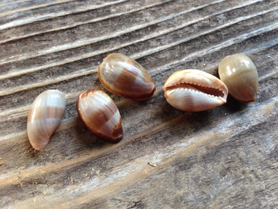 Juvenile Snake head cowrie shells lot of 5