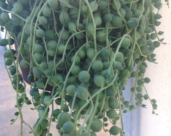 Succulent Plant, String of Pearls