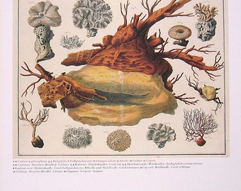 Lobo zorro coyote Dingo Vintage 1984 por mysunshinevintage en Etsy