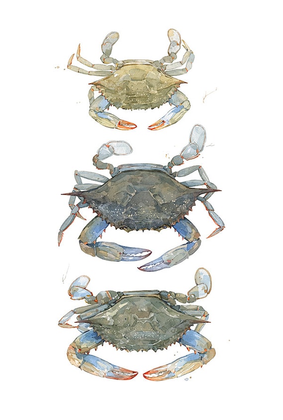 Blue Crabs Watercolor Painting Print, coastal beach art