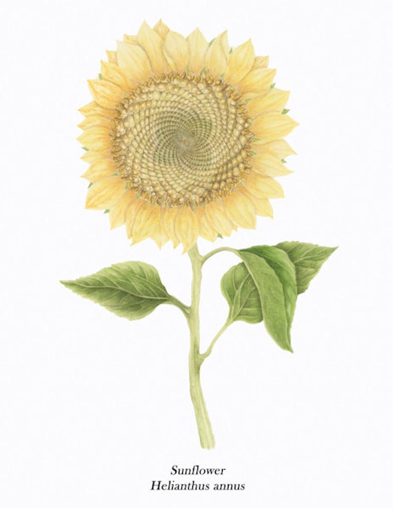 Sunflower BOTANICAL PRINT