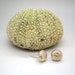 Tiny bronze sea urchins earrings with sterling silver posts, studs