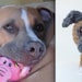 Custom Crochet Dogs Amigurumi Dog Puppy Stuffed Animal Plush Decor / Made to Order