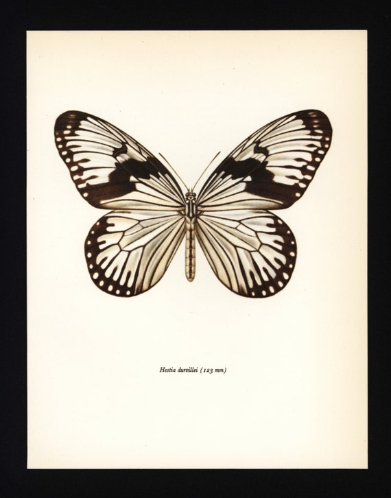 Butterfly Print Paper White Butterfly Art by ParagonVintagePrints