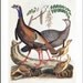 Bird Print, Bird Art Print "Wild Turkeys" --- Vintage Bird Illustration, Autumn Home Decor to Frame No. 53