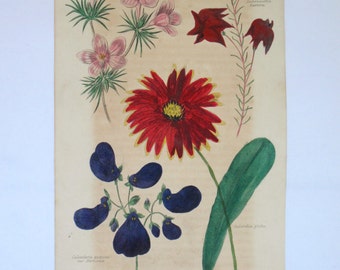 Items similar to Antique Hand Colored Victorian Botanical Print Wild ...