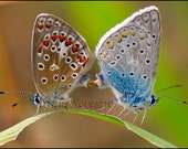 Fine art print of mating butterfly (icarus blue). Spring, new life, circle of life, easter. Wildlife insect photography by Arthur Sevestre.