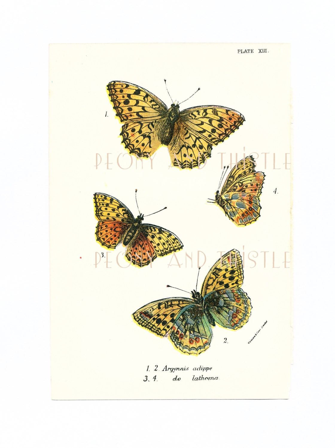 Antique Butterfly Print High Brown By PeonyandThistlePaper On Etsy