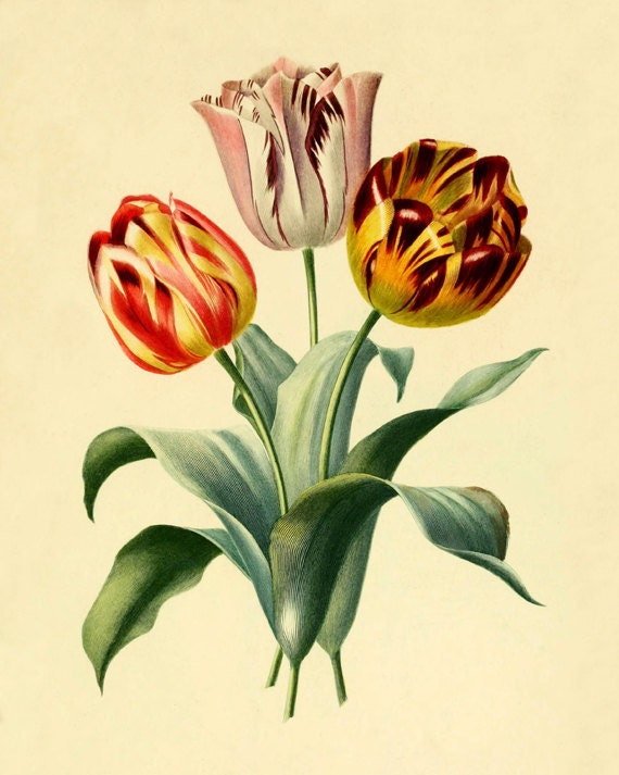 Items similar to Vintage tulips art print Antique prints Wall art