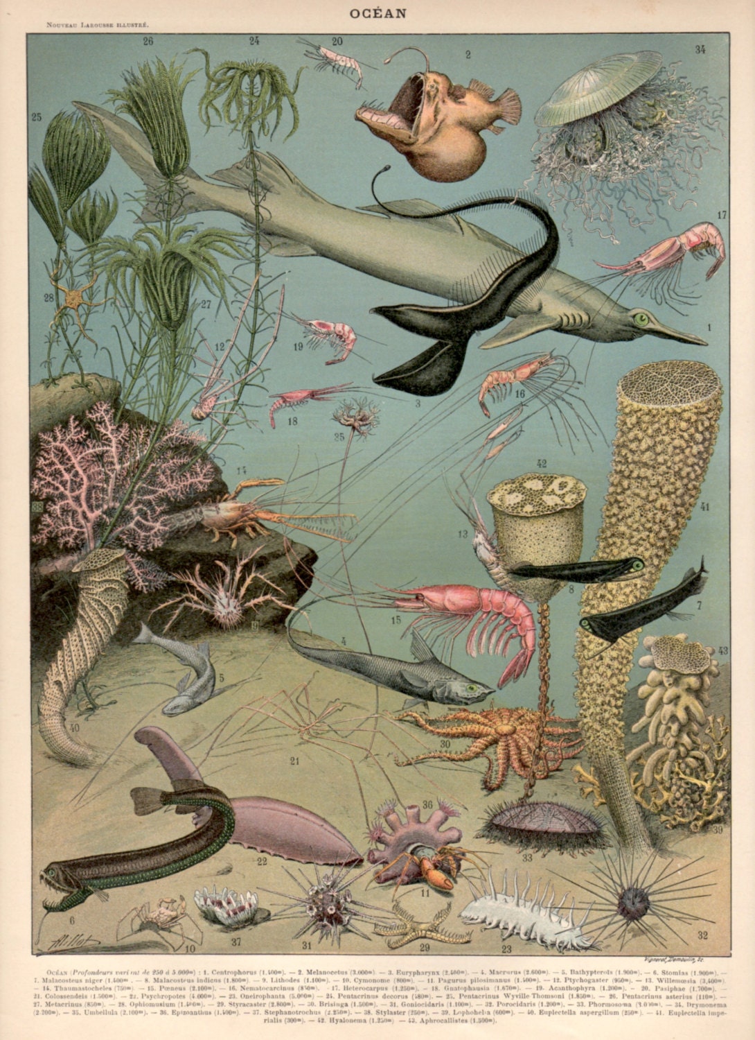 Underwater Seascape Antique Print 1897 Lithograph Ocean