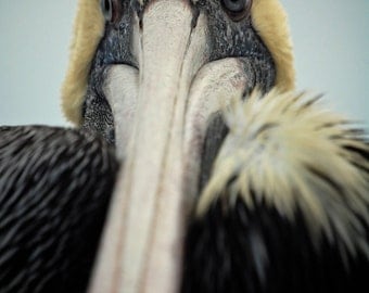 Pelican up close - photographic print