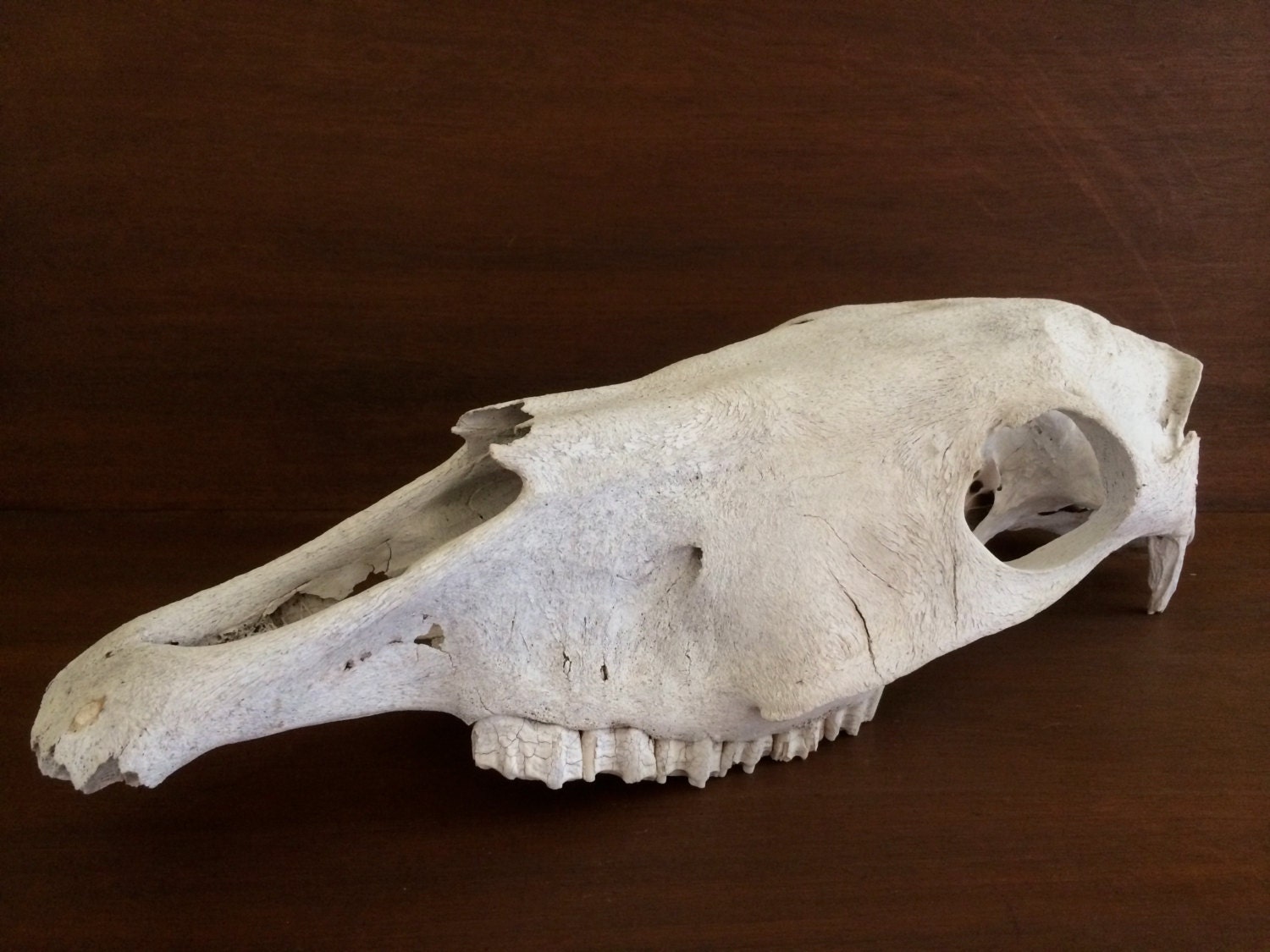 Large Horse Skull by PDXanimalproducts on Etsy