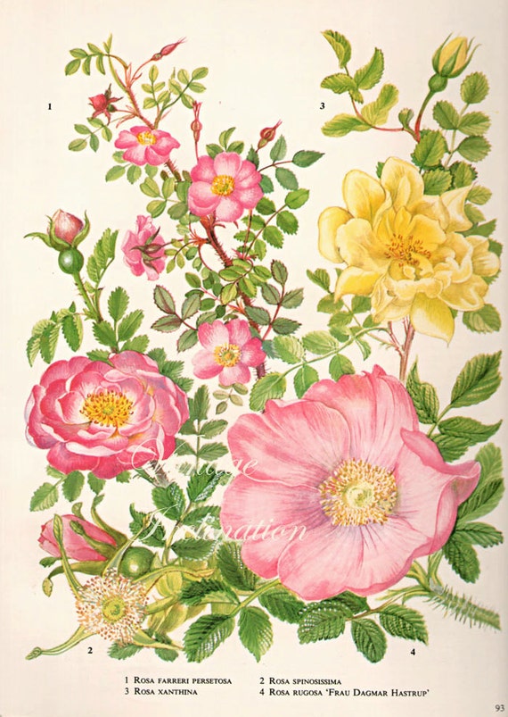 Vintage Botanical Print Antique ROSE rosa by VintageInclination