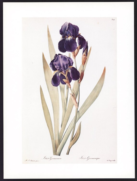 Botanical Print Art Wild Iris in Spring by ParagonVintagePrints