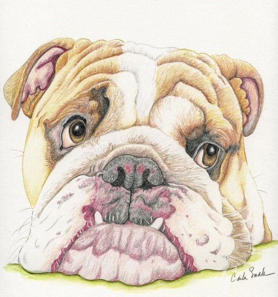 English Bulldog Limited Print from Drawing Dog Art-Carla Smale