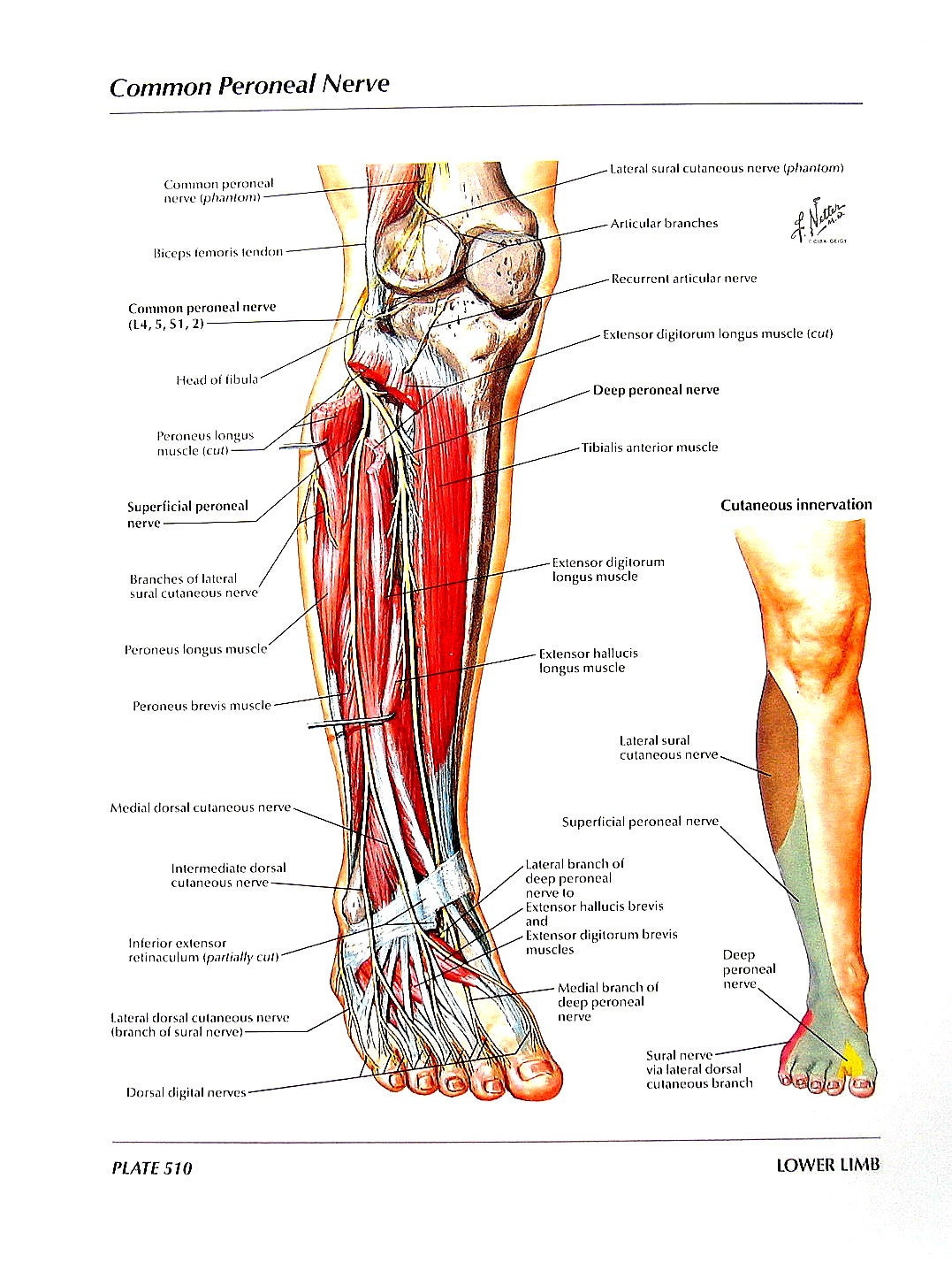 Anatomy Print Tibial Nerve Common Peroneal Nerve Human