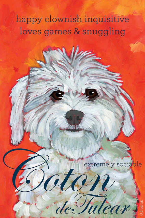 Download Coton de Tulear No. 1 magnets coasters and art by ursuladodge